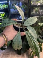 Hoya pubicalyx 'Pink Silver Ghost' #3 - obrazek 4