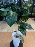 Hoya Coriacea Splash #1 - obrazek 2