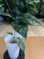 Hoya Coriacea Splash #1 - obrazek 3
