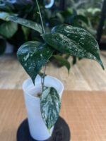 Hoya Coriacea Splash #1 - obrazek 4
