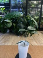 Hoya Coriacea Splash #1 - obrazek 5