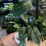 Hoya Coriacea Splash #1
