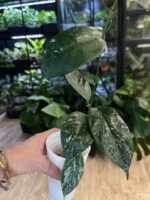 Hoya Coriacea Splash #1