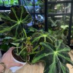 Begonia Gun Metal #2