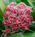 Hoya pubicalyx 'Pink Silver Ghost' #3 - obrazek 3