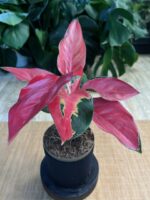 Aglaonema Red Cochin #1 - obrazek 4