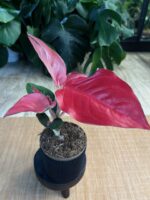 Aglaonema Red Cochin #1 - obrazek 3