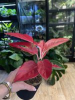Aglaonema Red Cochin #1 - obrazek 2