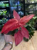 Aglaonema Red Cochin #1