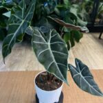 Alocasia Longiloba ‘Purple Princess’ #1
