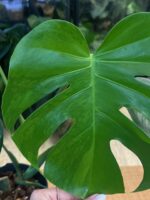 Monstera Green on Green #1 - obrazek 2