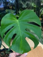Monstera Green on Green #1