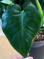 Monstera Green on Green #1 - obrazek 3