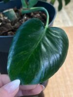 Monstera Green on Green #1 - obrazek 4
