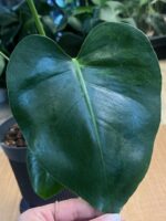 Monstera Green on Green #1 - obrazek 6