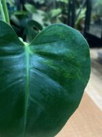 Monstera Green on Green #1 - obrazek 5