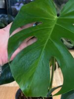 Monstera Green on Green #1 - obrazek 7