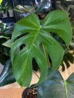 Monstera Green on Green #1 - obrazek 8