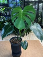 Monstera Green on Green #1 - obrazek 9