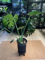 Monstera Green on Green #1 - obrazek 10