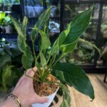 Spathiphyllum Pikaco #1