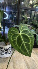 Anthurium clarinervium variegata #1 - obrazek 5