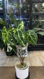 Anthurium clarinervium variegata #1 - obrazek 4