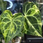 Anthurium clarinervium variegata