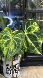 Anthurium clarinervium variegata