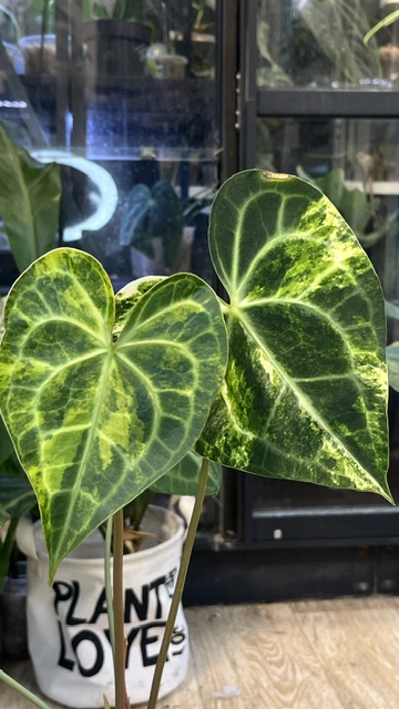 Anthurium clarinervium variegata