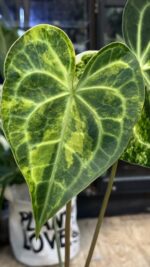 Anthurium clarinervium variegata #1 - obrazek 2