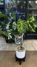 Anthurium clarinervium variegata #1 - obrazek 3