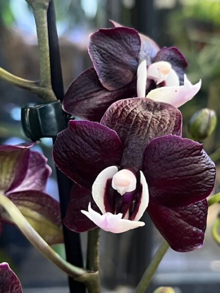 Phalaenopsis Black Widow, unikatowy storczyk o niemal czarnych, aksamitnych kwiatach w odcieniu ciemnej purpury, kolekcjonerska orchidea o woskowej strukturze płatków, Variegarden.