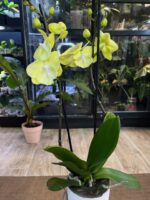 Phalaenopsis (Tying Shin Melody × KS Big Johnson) / storczyk - obrazek 5