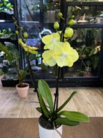 Phalaenopsis (Tying Shin Melody × KS Big Johnson) / storczyk - obrazek 4