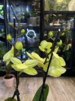 Phalaenopsis (Tying Shin Melody × KS Big Johnson) / storczyk - obrazek 6