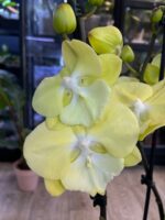 Phalaenopsis (Tying Shin Melody × KS Big Johnson) / storczyk - obrazek 7