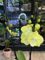 Phalaenopsis (Tying Shin Melody × KS Big Johnson) / storczyk - obrazek 3
