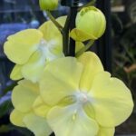 Phalaenopsis (Tying Shin Melody × KS Big Johnson) / storczyk