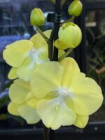 Phalaenopsis (Tying Shin Melody × KS Big Johnson) / storczyk