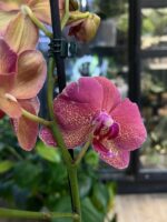 Phalaenopsis Raoul / storczyk - obrazek 3