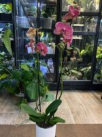 Phalaenopsis Raoul, storczyk o ciemnobordowych woskowych kwiatach, białe obwódki na płatkach, rzadka odmiana kolekcjonerska, lśniąca tekstura, Variegarden.