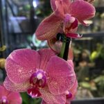 Phalaenopsis Raoul, storczyk o ciemnobordowych woskowych kwiatach, białe obwódki na płatkach, rzadka odmiana kolekcjonerska, lśniąca tekstura, Variegarden.