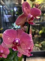 Phalaenopsis Raoul, storczyk o ciemnobordowych woskowych kwiatach, białe obwódki na płatkach, rzadka odmiana kolekcjonerska, lśniąca tekstura, Variegarden.