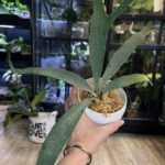 Platycerium veitchii, łosie rogi o srebrzystym ulistnieniu, pionowy wzrost liści zarodniowych, rzadka paproć epifityczna, kolekcjonerska roślina domowa, Variegarden.