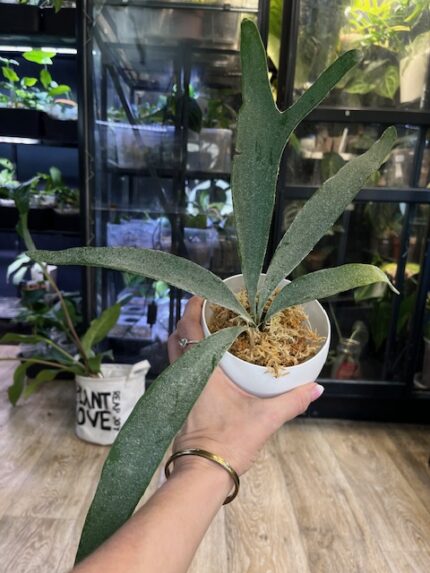 Platycerium veitchii, łosie rogi o srebrzystym ulistnieniu, pionowy wzrost liści zarodniowych, rzadka paproć epifityczna, kolekcjonerska roślina domowa, Variegarden.