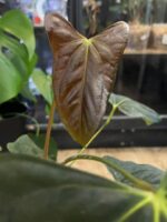Anthurium X One x Portillae #1 - obrazek 7
