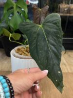 Anthurium X One x Portillae #1 - obrazek 8