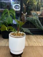 Anthurium X One x Portillae #1 - obrazek 6