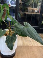 Anthurium X One x Portillae #1 - obrazek 4